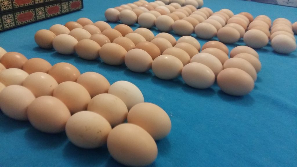 Яйца беларусь купить. Hub 1007011 яйцо инкубационное. Авикола инкубационное яйцо. Трагопаны инкубационное яйцо. Инкубационное яйцо бройлера.